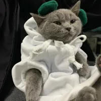 Winter Pet Hoodie Sweater Costume thumbnail 5