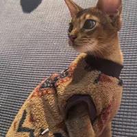 National Style Fleece Pet Sweater thumbnail 4