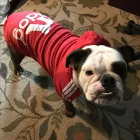 Winter Sport Hoodie Dog Coat thumbnail 3