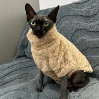 Arctic Velvet Cat Sweater thumbnail 4