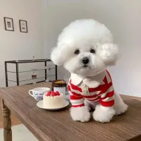 Cooling Polo Vest for Dogs thumbnail 1