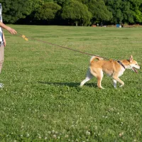 Hands-Free Large Dog Leash 1.8M thumbnail 6