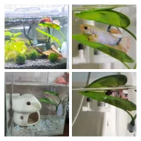 Betta Fish Leaf Hammock Decor thumbnail 4
