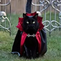 Vampire Cat Halloween Costume Set thumbnail 2