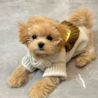 Lion Knit Pet Sweater Jacket thumbnail 3