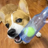 Beer Bottle Dog Chew Toy with Tennis Ball thumbnail 4