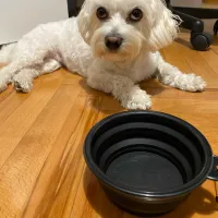 Collapsible Silicone Pet Travel Bowl thumbnail 5