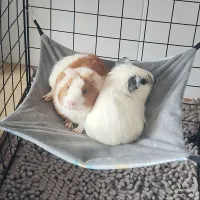 Double-Sided Guinea Pig Hammock Bed thumbnail 5