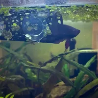 Betta Fish Hideout Tube Ornament thumbnail 6