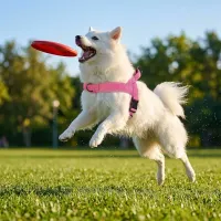 No-Pull Tactical Dog Harness Large thumbnail 3