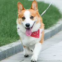 Adjustable Pet Bandana Saliva Towel thumbnail 4