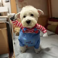 Funny Halloween Pet Costume Jumpsuit thumbnail 1