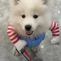 Halloween Knife Holder Dog Costume thumbnail 1