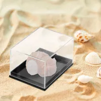4Pcs Clear Specimen Display Boxes thumbnail 5