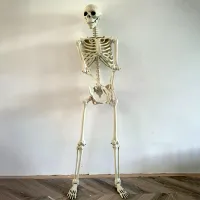 Life-Size Posable Skeleton Halloween Prop thumbnail 1