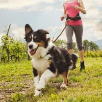 Hands-Free Large Dog Leash 1.8M thumbnail 5