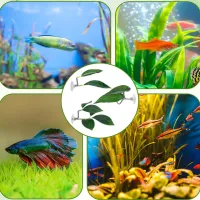 Betta Fish Hammock Resting Bed thumbnail 2