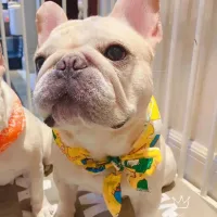 Pet Cooling Scarf Collar thumbnail 6