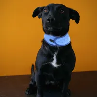 Adjustable Dog Cooling Bandana thumbnail 6