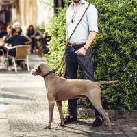 Hands-Free Large Dog Leash 1.8M thumbnail 4