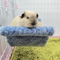 Plush Double Thick Hamster Hammock Bed thumbnail 4