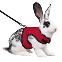 Breathable Small Pet Harness & Leash Set thumbnail 6