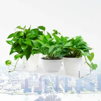 Acrylic Window Plant Shelves thumbnail 2