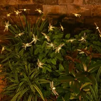 Solar Dragonfly Stake Lights - 6LED thumbnail 4