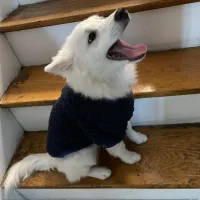 Winter Dog Sweater Coat for Small Dogs thumbnail 5