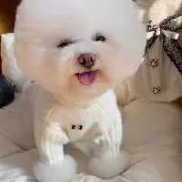 Cute Knitted Pet Sweater Vest thumbnail 5