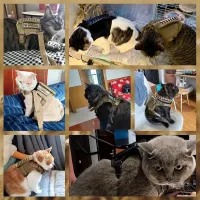 Tactical Cat Harness & Leash Set thumbnail 6