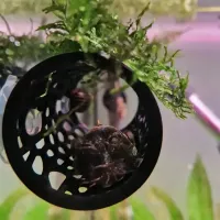 Betta Fish Hideout Tube Ornament thumbnail 4
