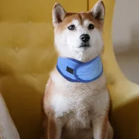 Adjustable Dog Cooling Bandana thumbnail 1