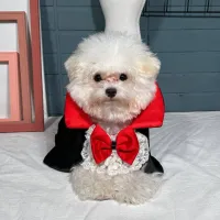 Dog Vampire Cape Halloween Costume thumbnail 3