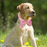 Cooling Scarf Ice Collar for Pets thumbnail 2