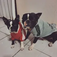 Winter Sport Hoodie Dog Coat thumbnail 2