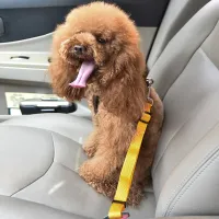 Adjustable Pet Car Seat Belt Harness thumbnail 3