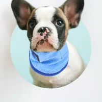 Cooling Dog Collar Ice Scarf thumbnail 4