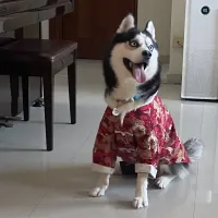 Chinese New Year Tang Suit Dog Costume thumbnail 4