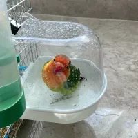 Transparent Bird Bath Tub for Parrots thumbnail 3
