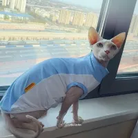 Sphynx Cat Cooling Mesh Vest thumbnail 4