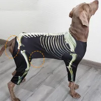 Skeleton Dog Halloween Costume Large thumbnail 5