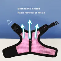 Breathable Small Pet Harness & Leash Set thumbnail 3