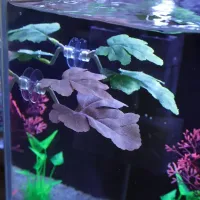 Betta Fish Leaf Hammock with Plant thumbnail 3