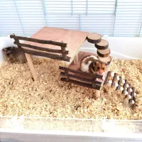 Hamster Climbing Platform Playground thumbnail 4