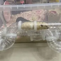 Hamster Maze Tunnel Tube Set thumbnail 3