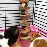 Natural Wood Chew Sticks for Small Pets thumbnail 2