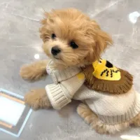 Lion Knit Pet Sweater Jacket thumbnail 1