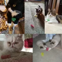 Coil Spiral Spring Cat Toy thumbnail 6