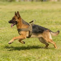 No-Pull Tactical Dog Harness Large thumbnail 2